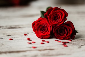 valentines red rose